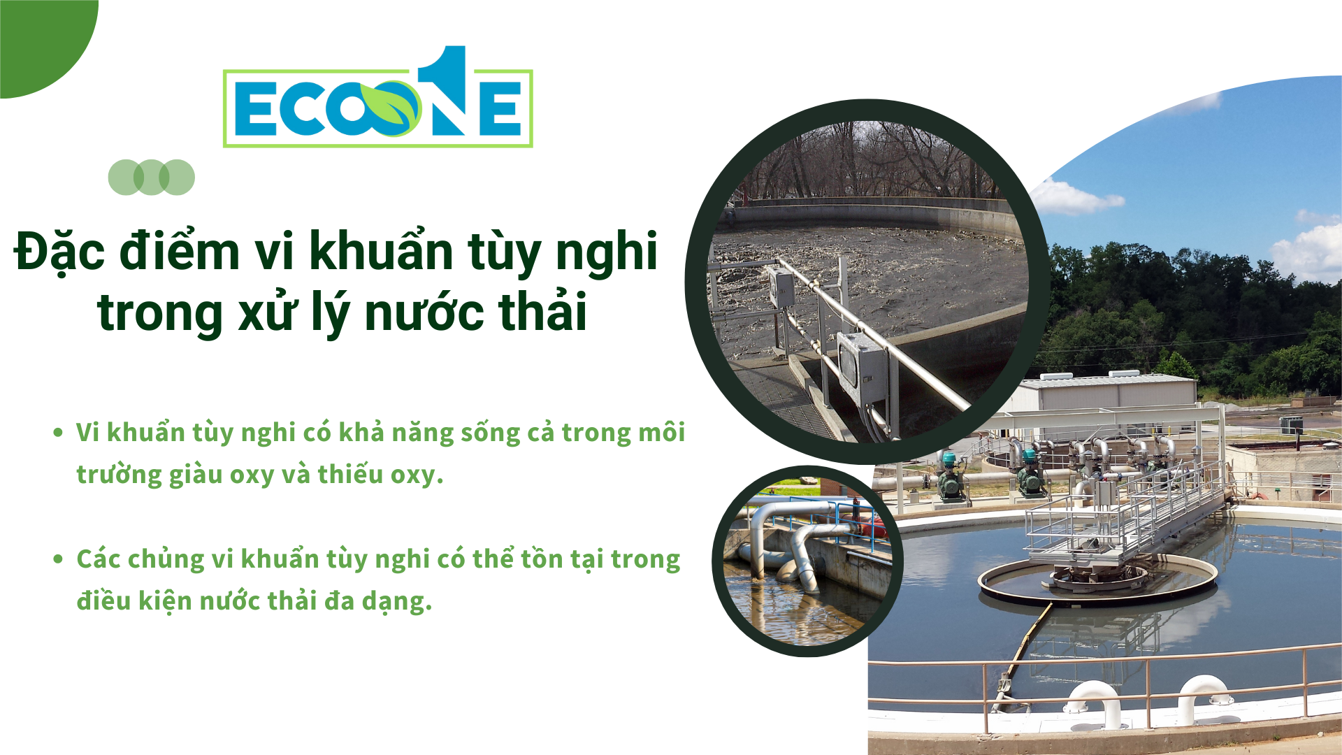 Đặc điểm vi khuẩn tùy nghi trong xử lý nước thải