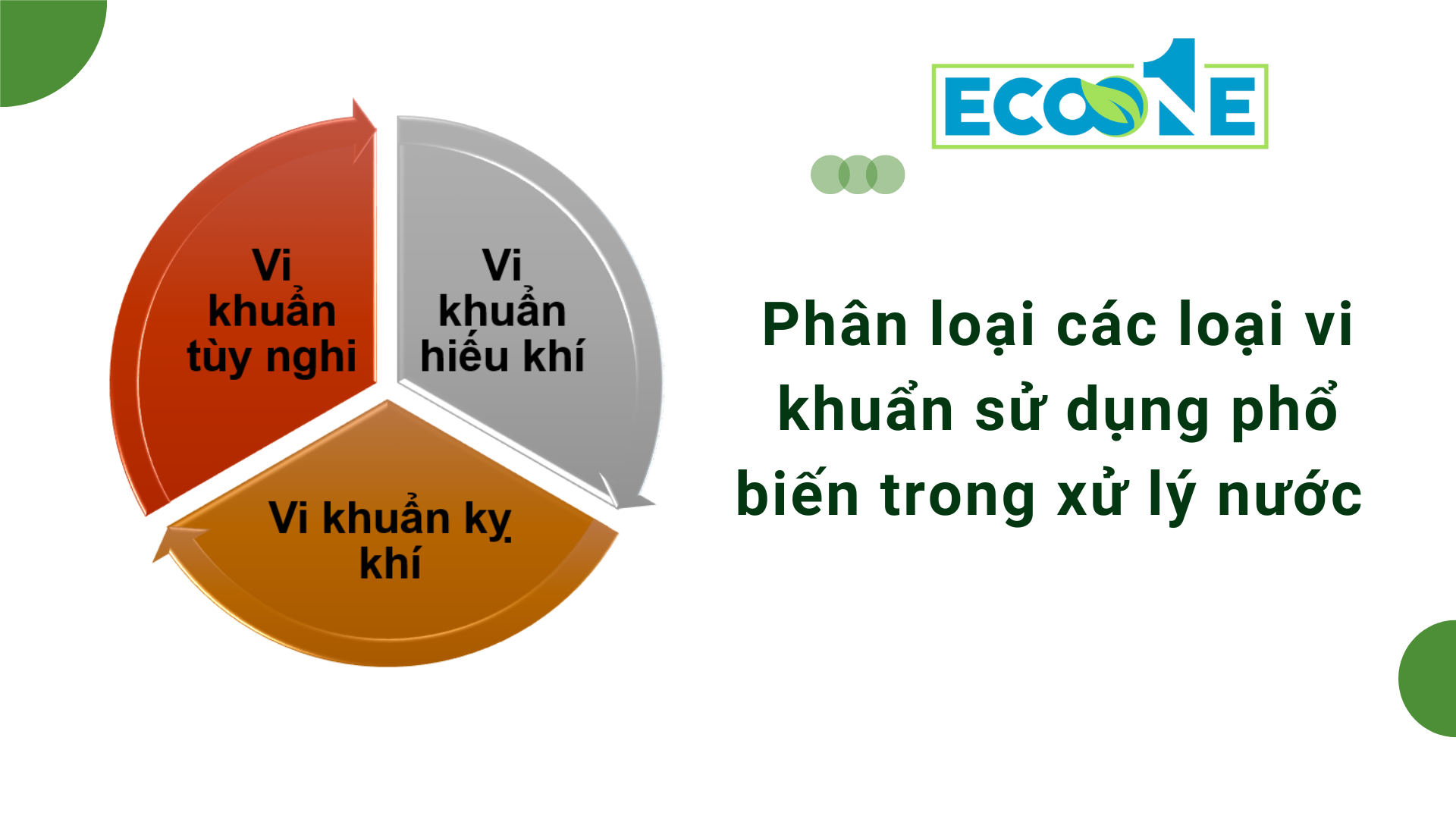 Phân loại các loại vi khuẩn sử dụng phổ biến trong xử lý nước