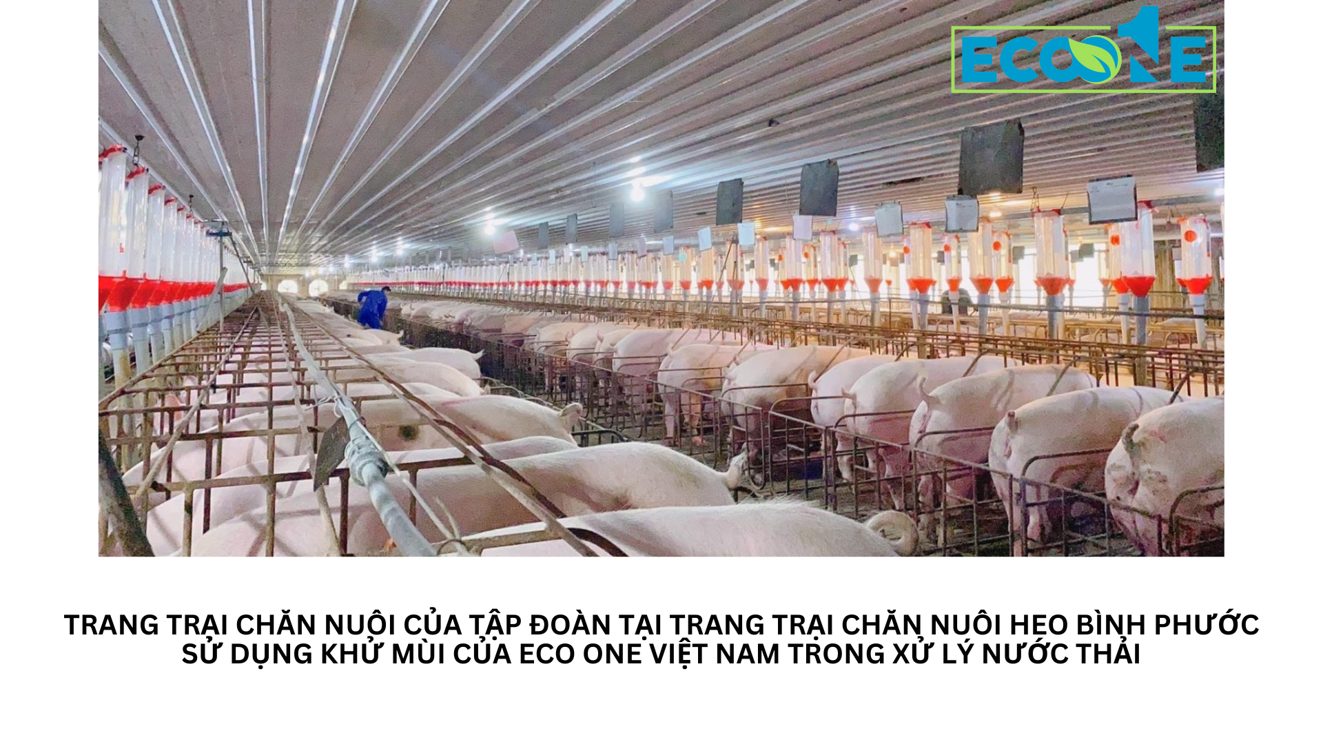 Trang trại chăn nuôi của tập đoàn tại Trang trại chăn nuôi heo Bình Phước sử dụng khử mùi của Eco One Việt Nam trong xử lý nước thải