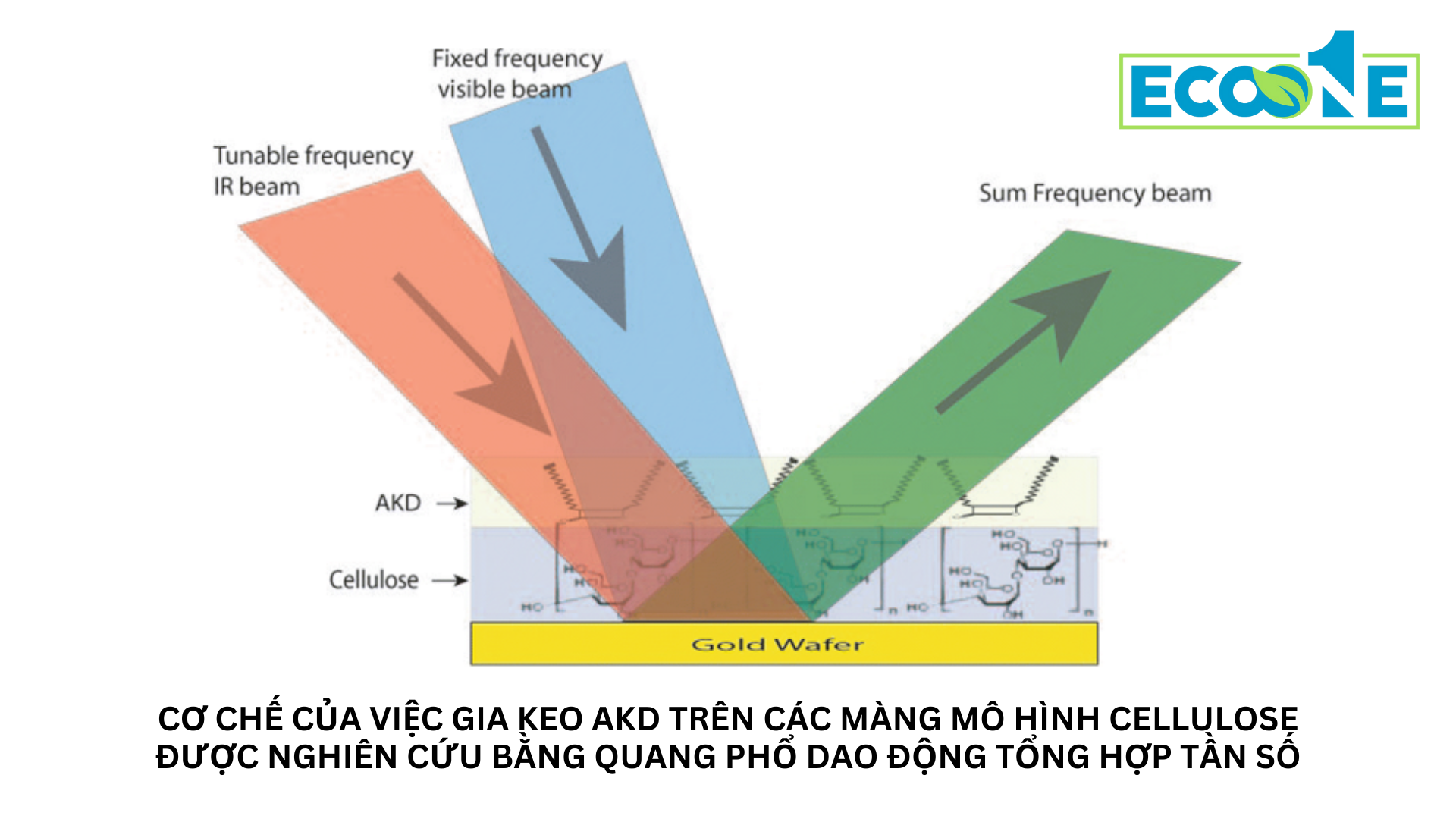 Cơ chế của việc gia keo alkyl ketene dimer (AKD) trên các màng mô hình cellulose được nghiên cứu bằng quang phổ dao động tổng hợp tần số (sum frequency generation vibrational spectroscopy)